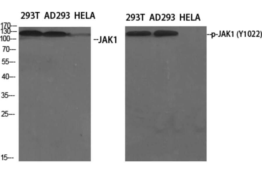 Western Blot - Anti-JAK1 Antibody (B7125) - Antibodies.com