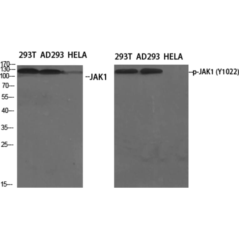 Western Blot - Anti-JAK1 Antibody (B7125) - Antibodies.com