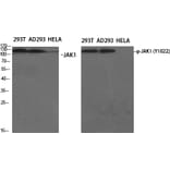 Western Blot - Anti-JAK1 Antibody (B7125) - Antibodies.com