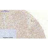 Immunohistochemistry - Anti-JAK1 Antibody (B7125) - Antibodies.com