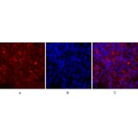 Immunofluorescence - Anti-JAK1 Antibody (B7125) - Antibodies.com