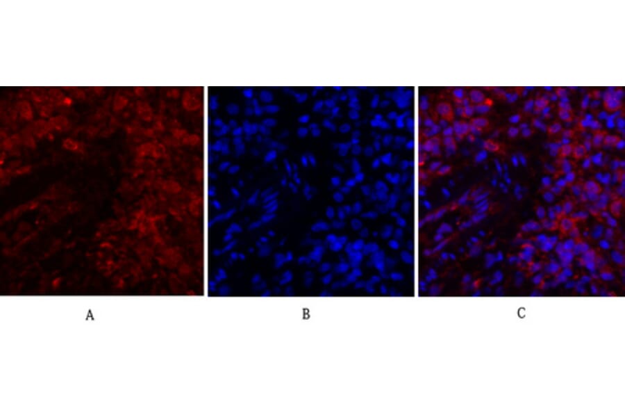 Immunofluorescence - Anti-JAK1 Antibody (B7125) - Antibodies.com