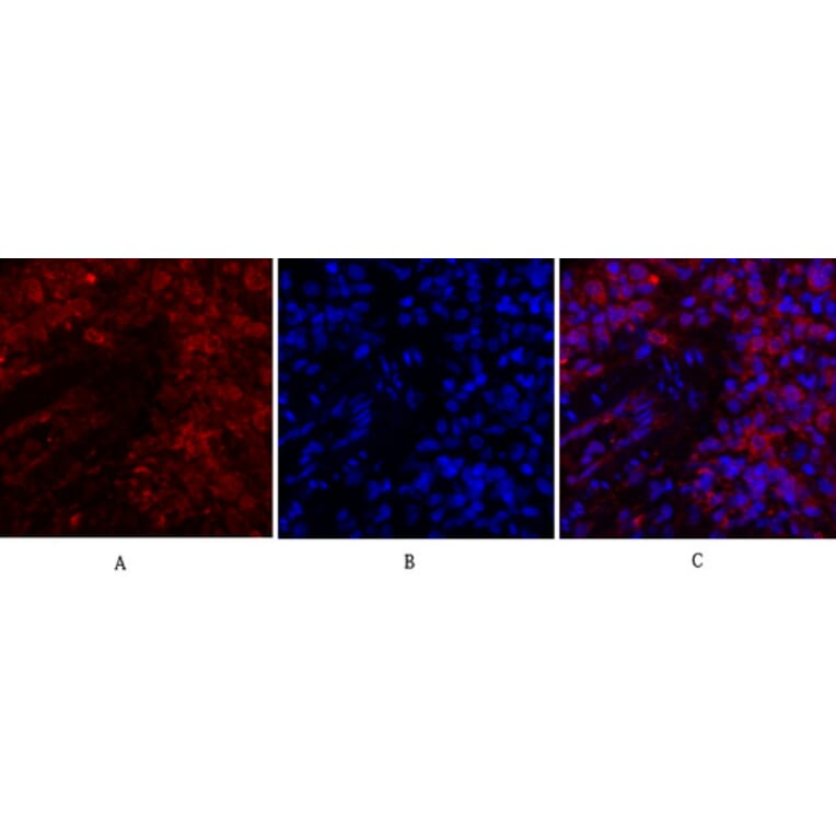 Immunofluorescence - Anti-JAK1 Antibody (B7125) - Antibodies.com
