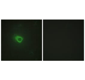 Immunofluorescence - Anti-JAK1 Antibody (C10459) - Antibodies.com