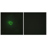 Immunofluorescence - Anti-JAK1 Antibody (C10459) - Antibodies.com