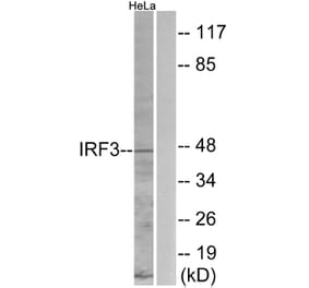 Western Blot - Anti-IRF3 Antibody (B0667) - Antibodies.com
