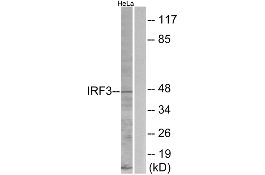 Western Blot - Anti-IRF3 Antibody (B0667) - Antibodies.com