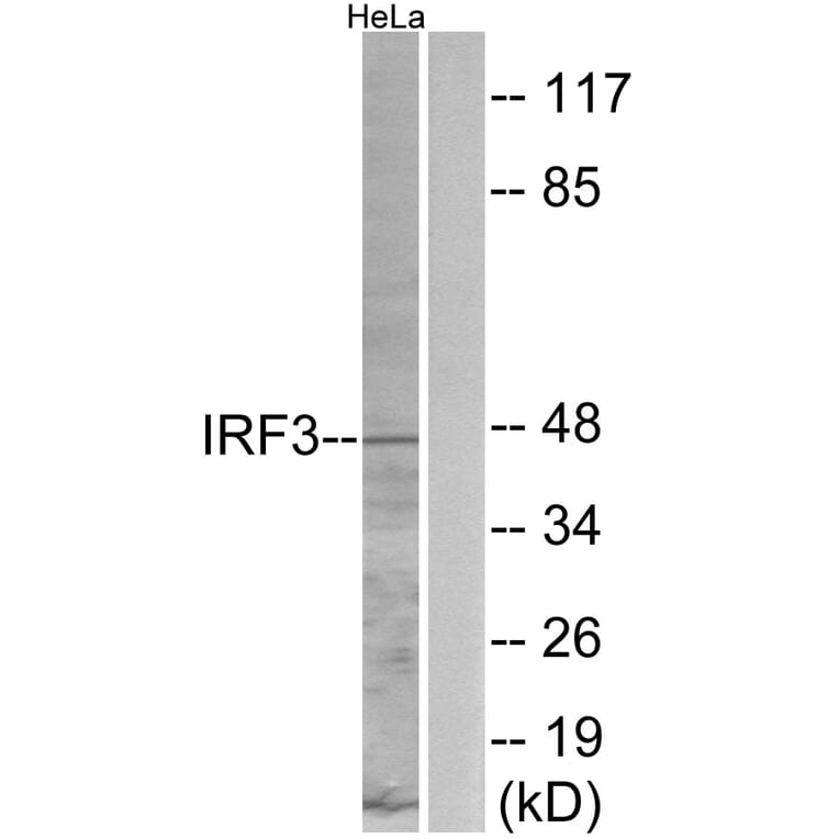 Western Blot - Anti-IRF3 Antibody (B0667) - Antibodies.com