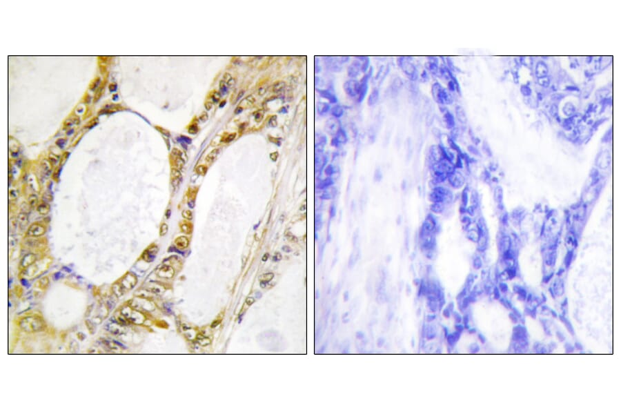 Immunohistochemistry - Anti-IRF2 Antibody (C10366) - Antibodies.com