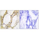 Immunohistochemistry - Anti-IRF2 Antibody (C10366) - Antibodies.com