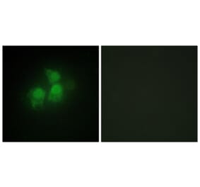 Immunofluorescence - Anti-IPPK Antibody (C11708) - Antibodies.com