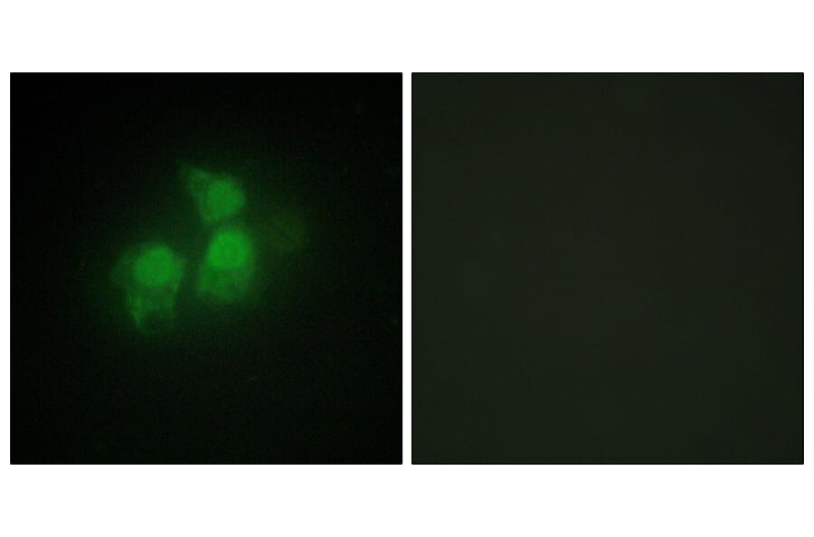 Immunofluorescence - Anti-IPPK Antibody (C11708) - Antibodies.com