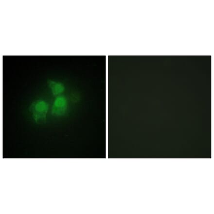 Immunofluorescence - Anti-IPPK Antibody (C11708) - Antibodies.com