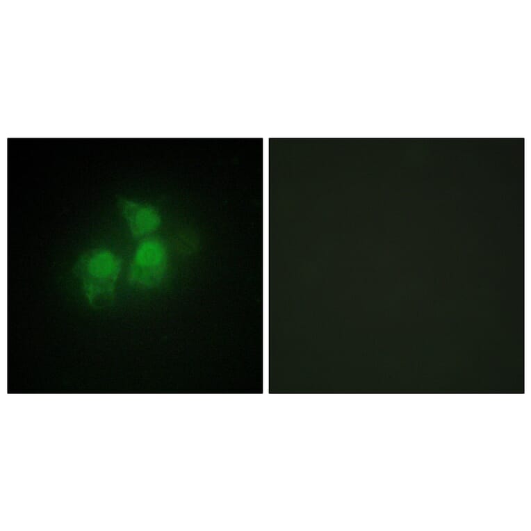 Immunofluorescence - Anti-IPPK Antibody (C11708) - Antibodies.com