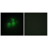 Immunofluorescence - Anti-IPPK Antibody (C11708) - Antibodies.com