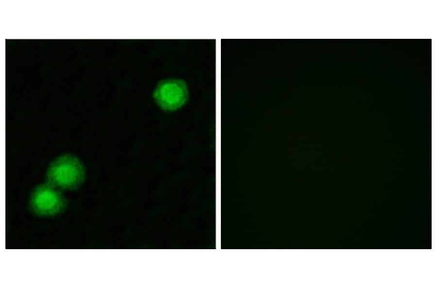 Immunofluorescence - Anti-IPKB Antibody (C11657) - Antibodies.com