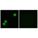 Immunofluorescence - Anti-IPKB Antibody (C11657) - Antibodies.com