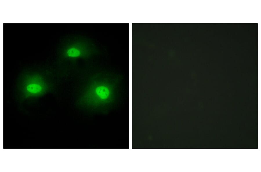 Immunofluorescence - Anti-IPKA Antibody (C10772) - Antibodies.com