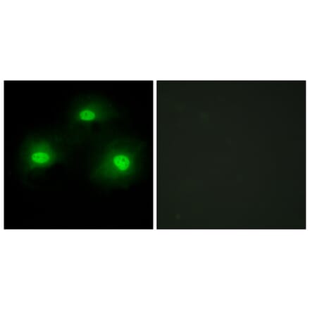 Immunofluorescence - Anti-IPKA Antibody (C10772) - Antibodies.com