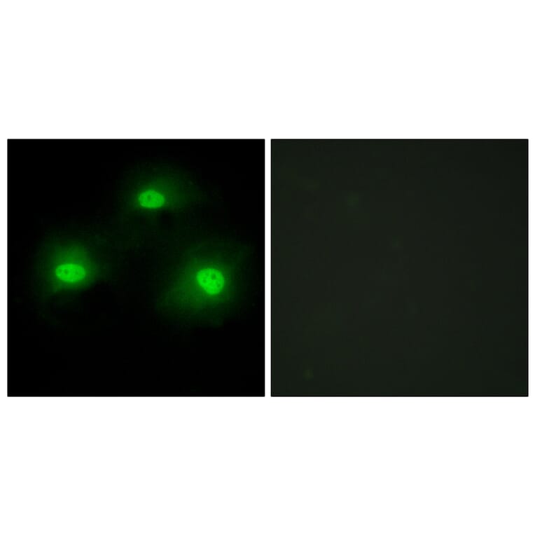 Immunofluorescence - Anti-IPKA Antibody (C10772) - Antibodies.com