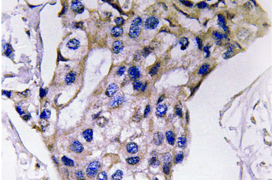 Immunohistochemistry - Anti-IL-5 Antibody (R12-2212) - Antibodies.com