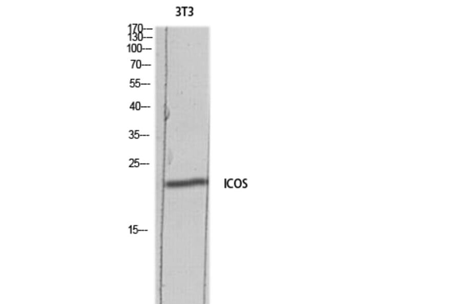 Western Blot - Anti-ICOS Antibody (C30444) - Antibodies.com