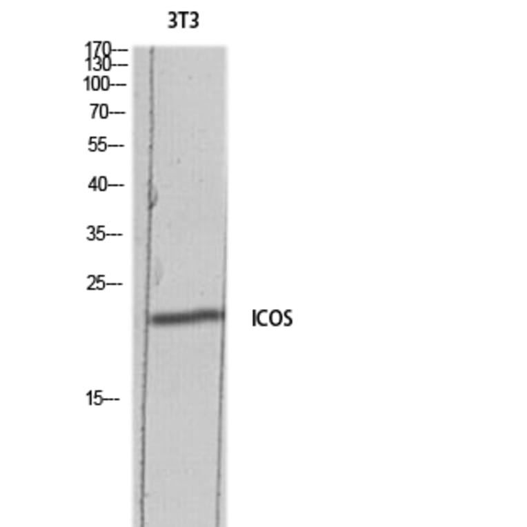 Western Blot - Anti-ICOS Antibody (C30444) - Antibodies.com