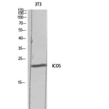 Western Blot - Anti-ICOS Antibody (C30444) - Antibodies.com