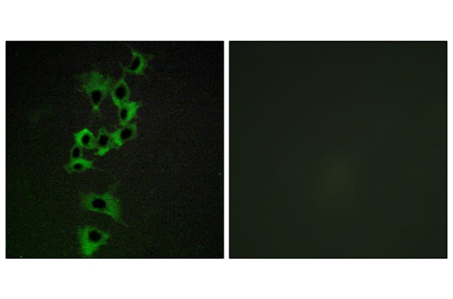 Immunofluorescence - Anti-HER4 Antibody (B0947) - Antibodies.com