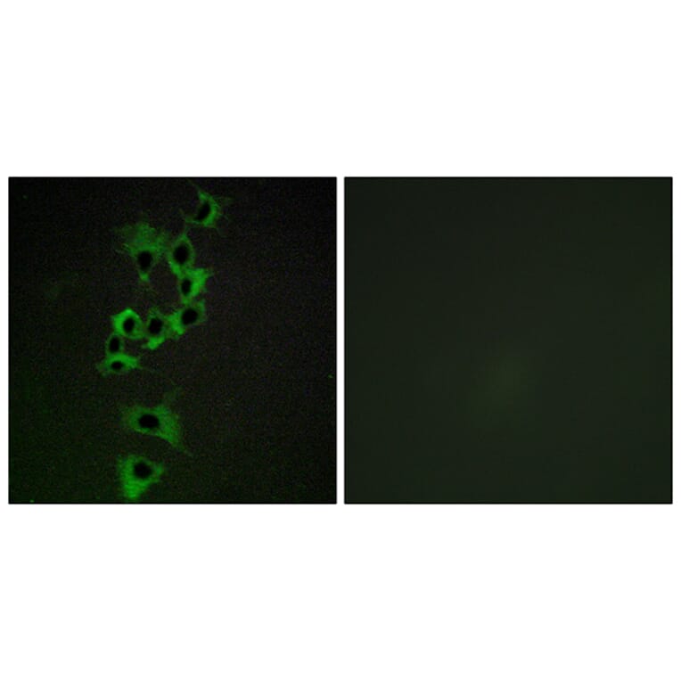 Immunofluorescence - Anti-HER4 Antibody (B0947) - Antibodies.com