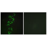Immunofluorescence - Anti-HER4 Antibody (B0947) - Antibodies.com