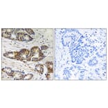 Immunohistochemistry - Anti-GRK2 Antibody (B8278) - Antibodies.com