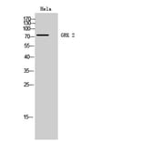 Western Blot - Anti-GRK2 Antibody (B8278) - Antibodies.com