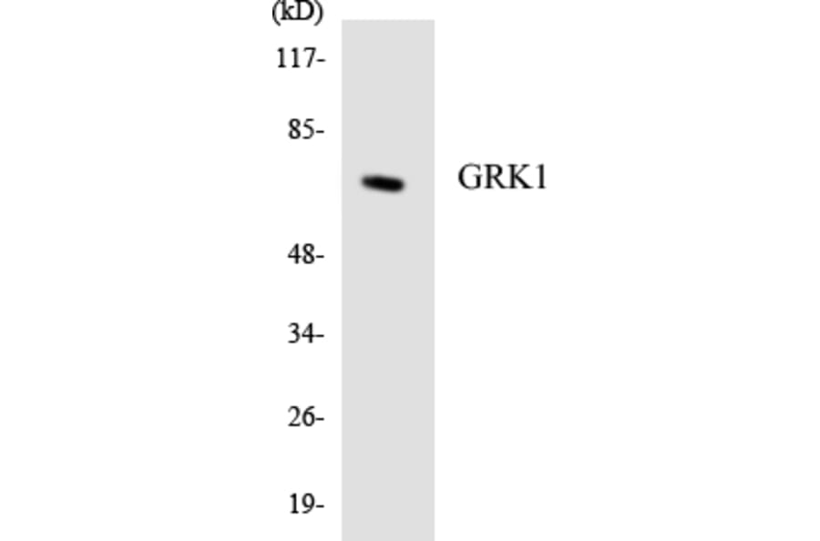 Western Blot - Anti-GRK1 Antibody (R12-2857) - Antibodies.com