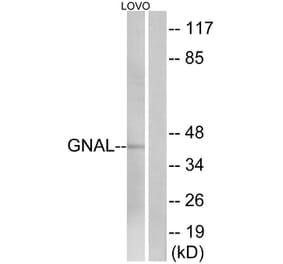 Western Blot - Anti-GNAL Antibody (C16057) - Antibodies.com