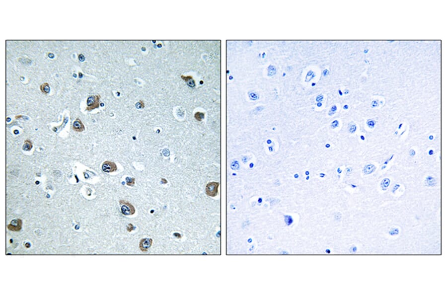 Immunohistochemistry - Anti-GNAL Antibody (C16057) - Antibodies.com