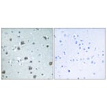 Immunohistochemistry - Anti-GNAL Antibody (C16057) - Antibodies.com