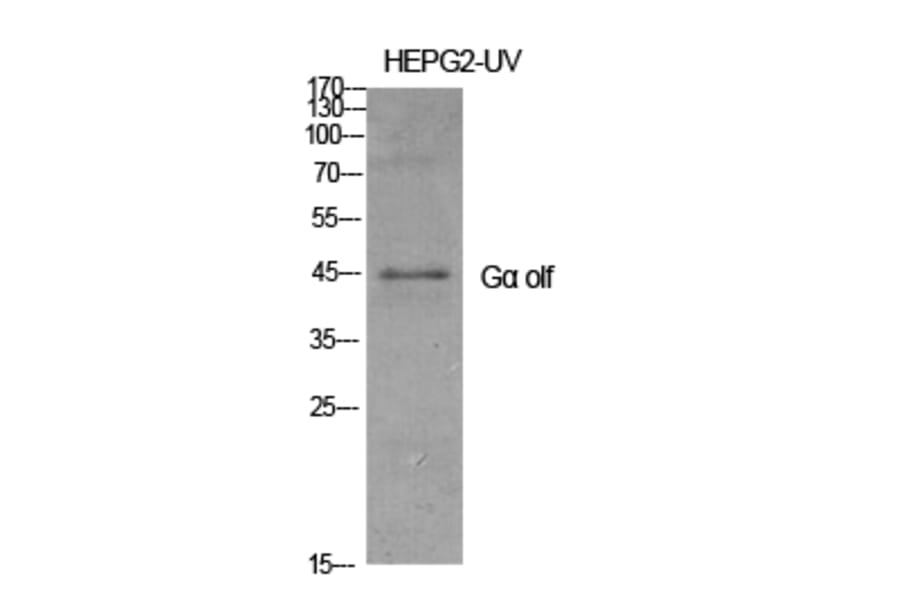 Western Blot - Anti-GNAL Antibody (C16057) - Antibodies.com
