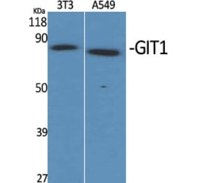 Western Blot - Anti-GIT1 Antibody (C11944) - Antibodies.com