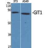 Western Blot - Anti-GIT1 Antibody (C11944) - Antibodies.com