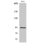 Western Blot - Anti-GIT1 Antibody (C11944) - Antibodies.com