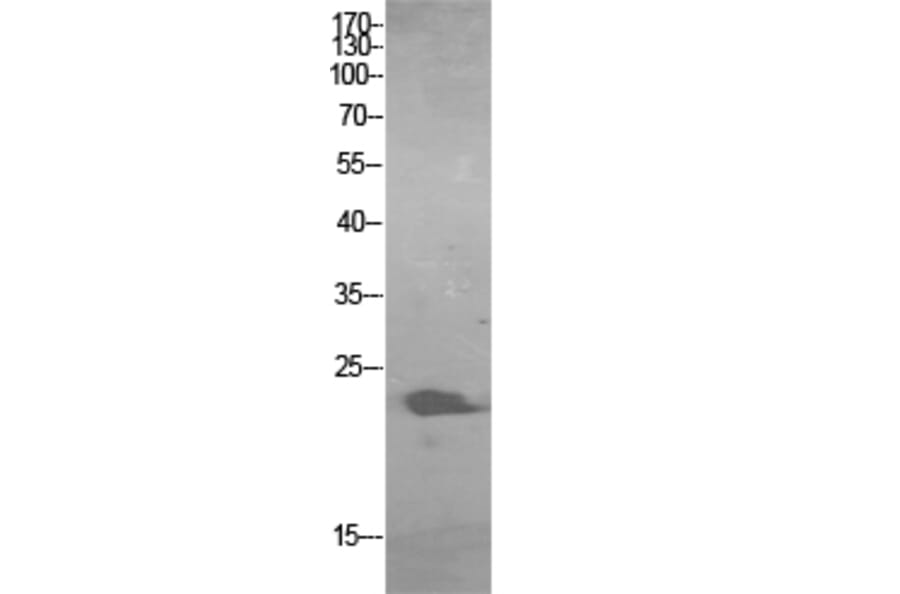 Western Blot - Anti-GFER Antibody (C30675) - Antibodies.com