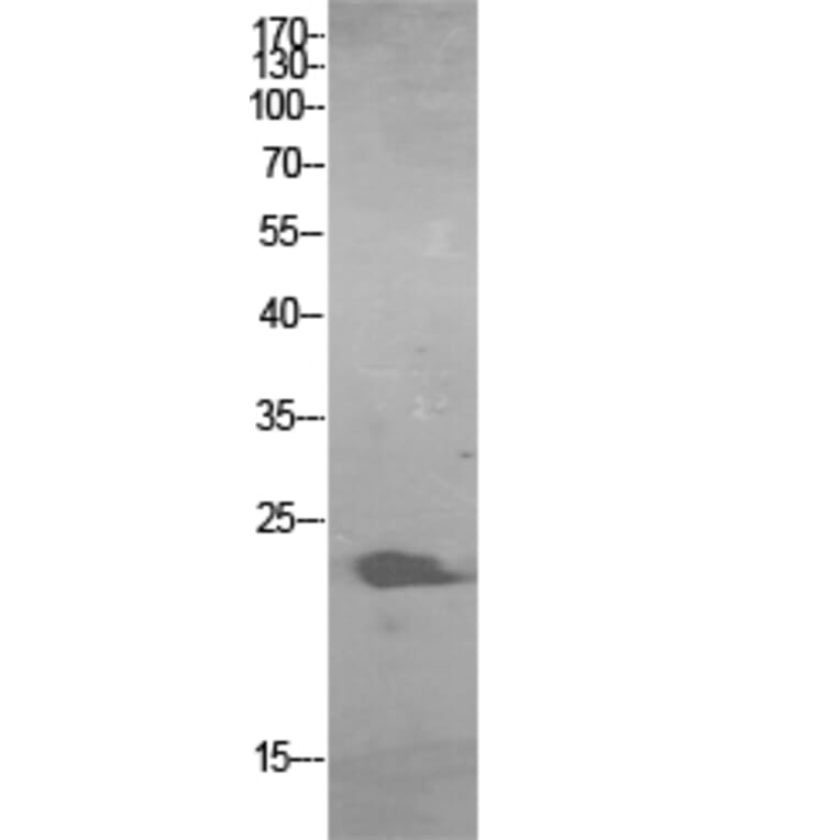 Western Blot - Anti-GFER Antibody (C30675) - Antibodies.com
