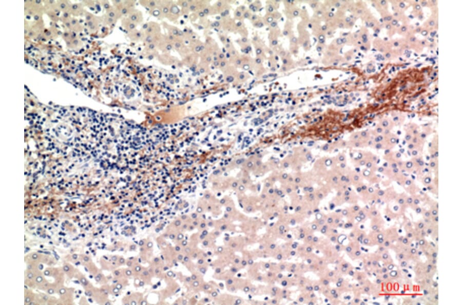 Immunohistochemistry - Anti-GFER Antibody (C30675) - Antibodies.com