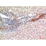 Immunohistochemistry - Anti-GFER Antibody (C30675) - Antibodies.com