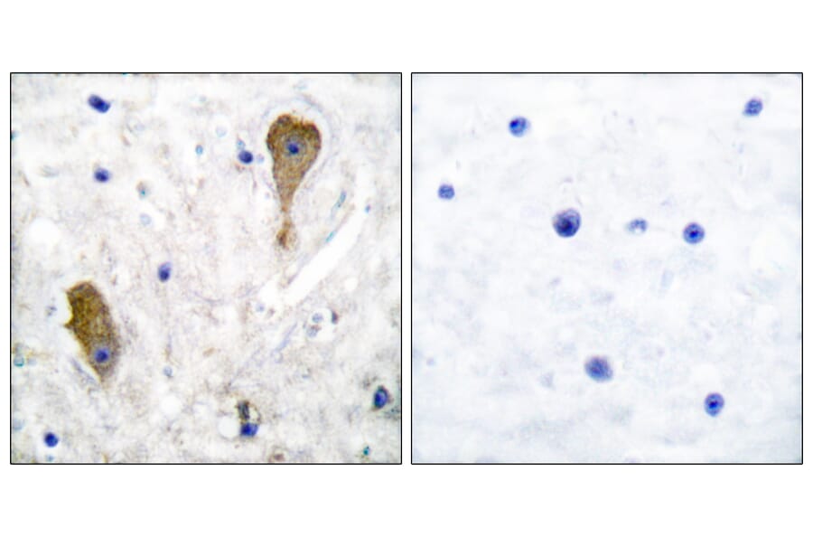 Immunohistochemistry - Anti-GAD1 Antibody (C0199) - Antibodies.com