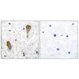 Immunohistochemistry - Anti-GAD1 Antibody (C0199) - Antibodies.com