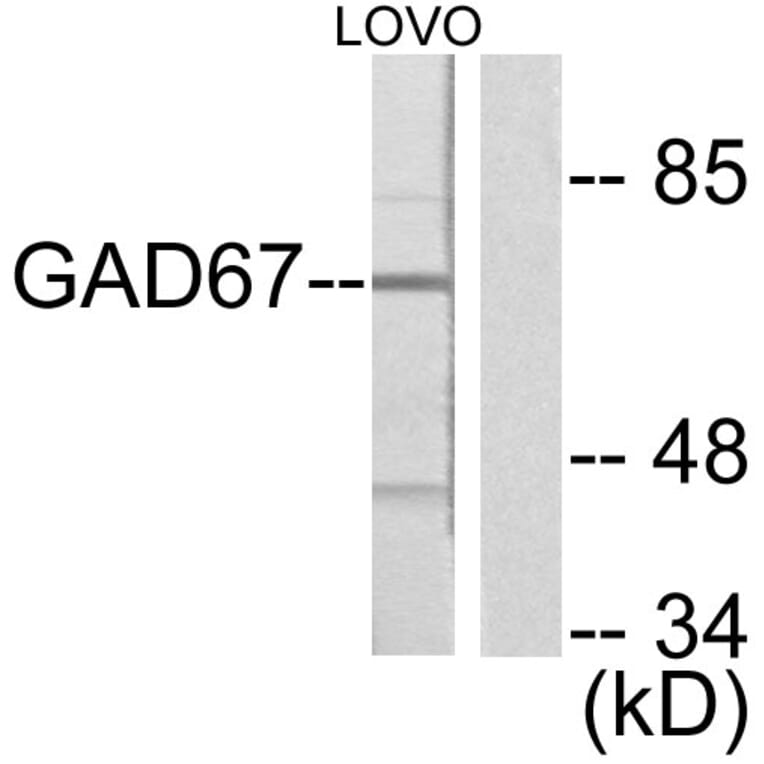 Western Blot - Anti-GAD1 Antibody (C0199) - Antibodies.com