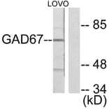 Western Blot - Anti-GAD1 Antibody (C0199) - Antibodies.com