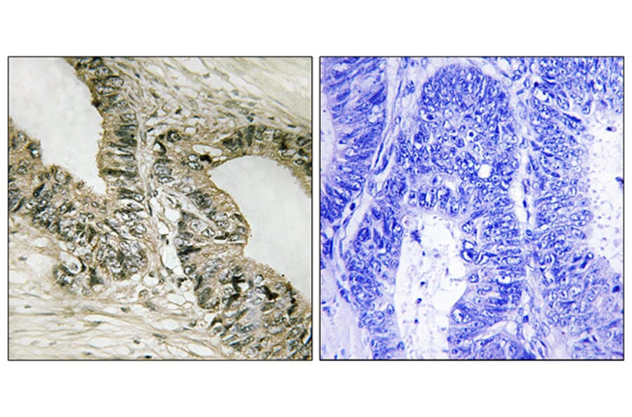Immunohistochemistry - Anti-Gab2 Antibody (B8241) - Antibodies.com